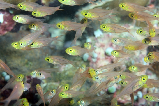  Parapriacanthus ransonneti (Pigmy Sweeper, Golden Sweeper)